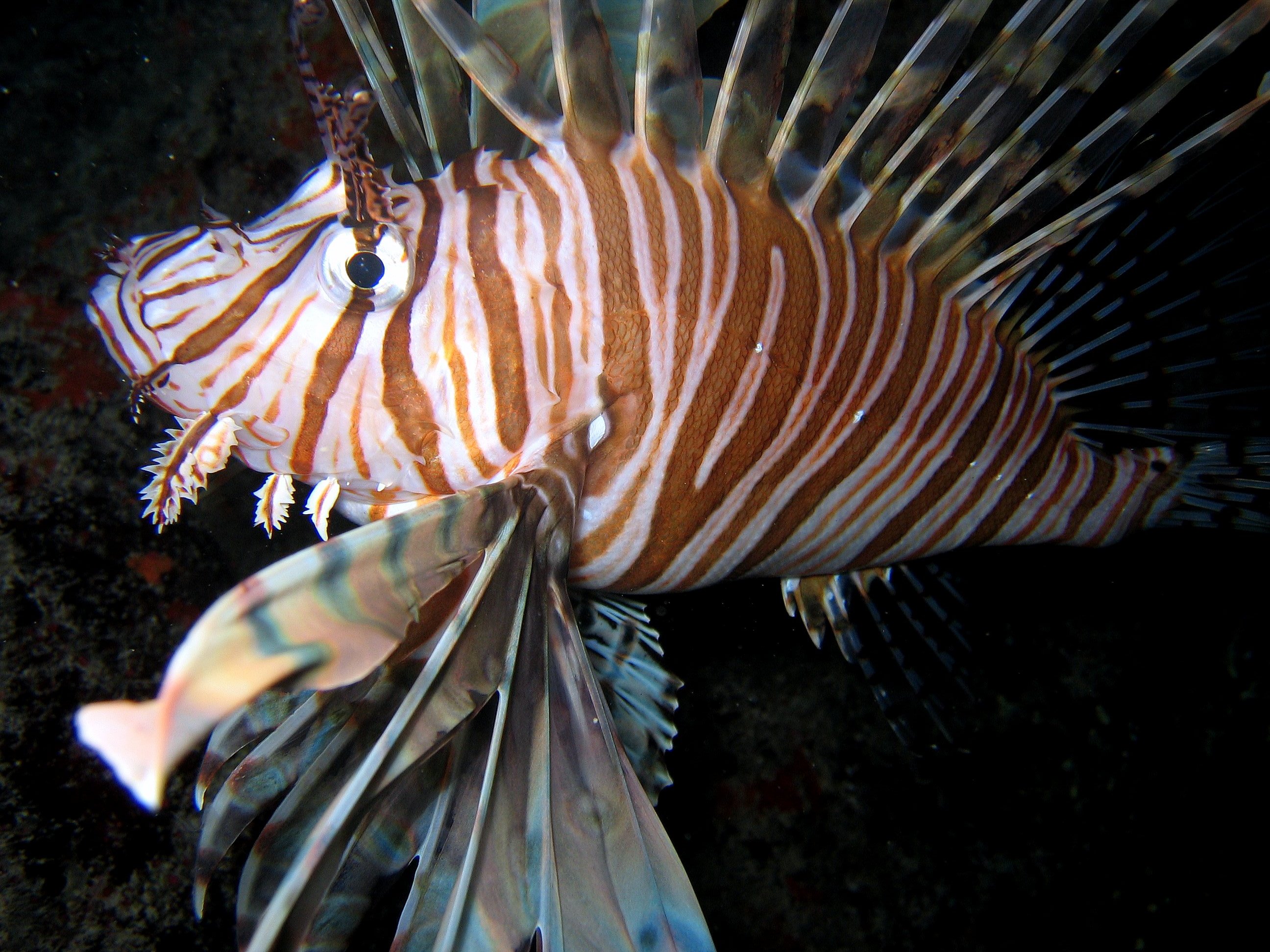 Lion-fish-4