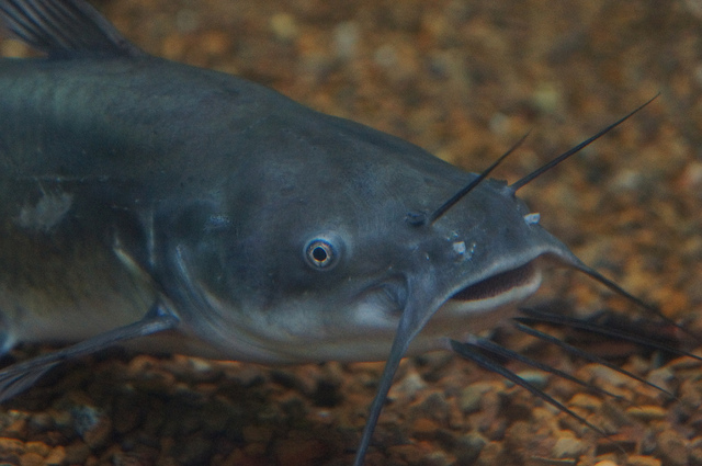 catfish