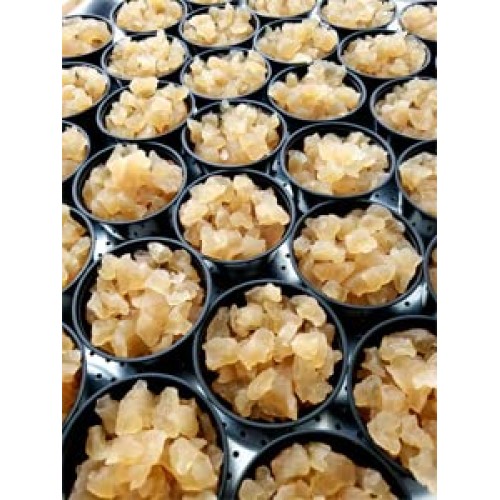 1 Cup Original Water Kefir Grains Exclusively From Florida Sun K