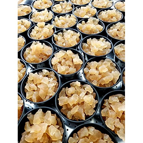 1/2 Cup Live Organic Water Kefir Grains Tibicos Natural Probio