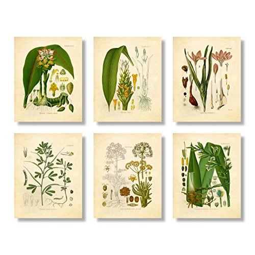 Eastern And Indian Herbs And Spices Vintage Botanical Art Prints