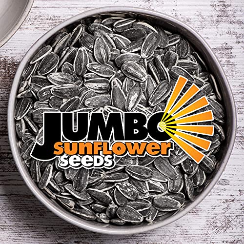 Jumbo Sunflower Seeds, Ranch, 16-Ounce Pack Of 6