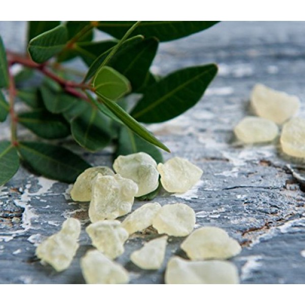 Chios Mastiha Tears Gum Greek 100% Natural Mastic Packs From Mastic Growers  Fresh (20gr Medium Tears)