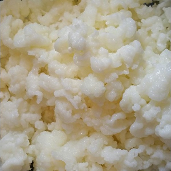  Kefir Grains - Living Probiotic Enriched : Powdered