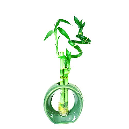 9GreenBox - Lucky Bamboo - Glass Vase and Pebbles