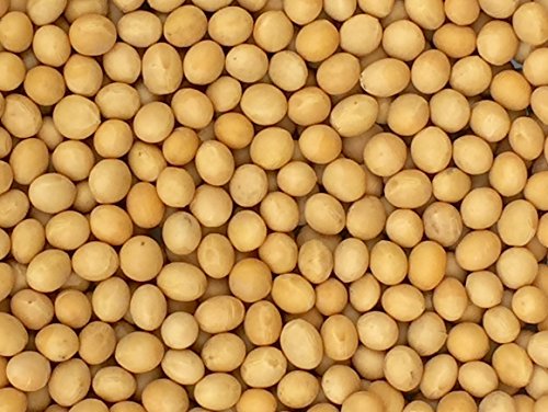 gmo soybeans
